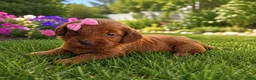 Mini Goldendoodle dogs for sale: Natalie - Ad 2