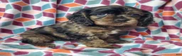 Cocker Spaniel dogs for sale: Skye - Ad 4