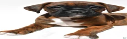 Boxer dogs for sale: Sadie - Ad 6