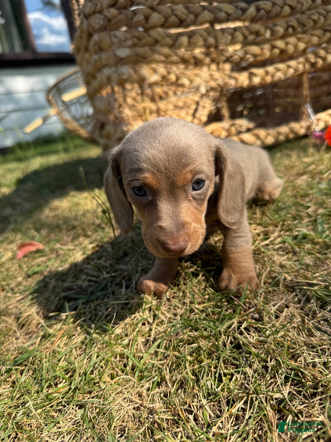 Miniature Dachshund dogs for sale: Belle - Ad 9