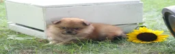 Pomeranian dogs for sale: Teddy - Ad 2