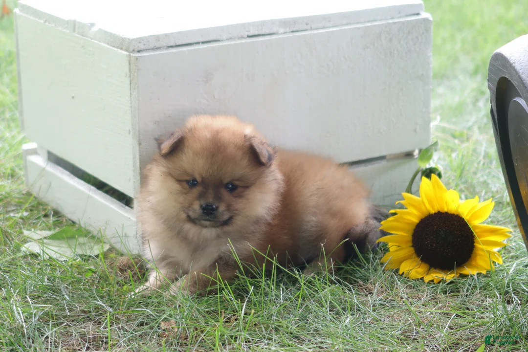 Pomeranian dogs for sale: Teddy - Ad 2