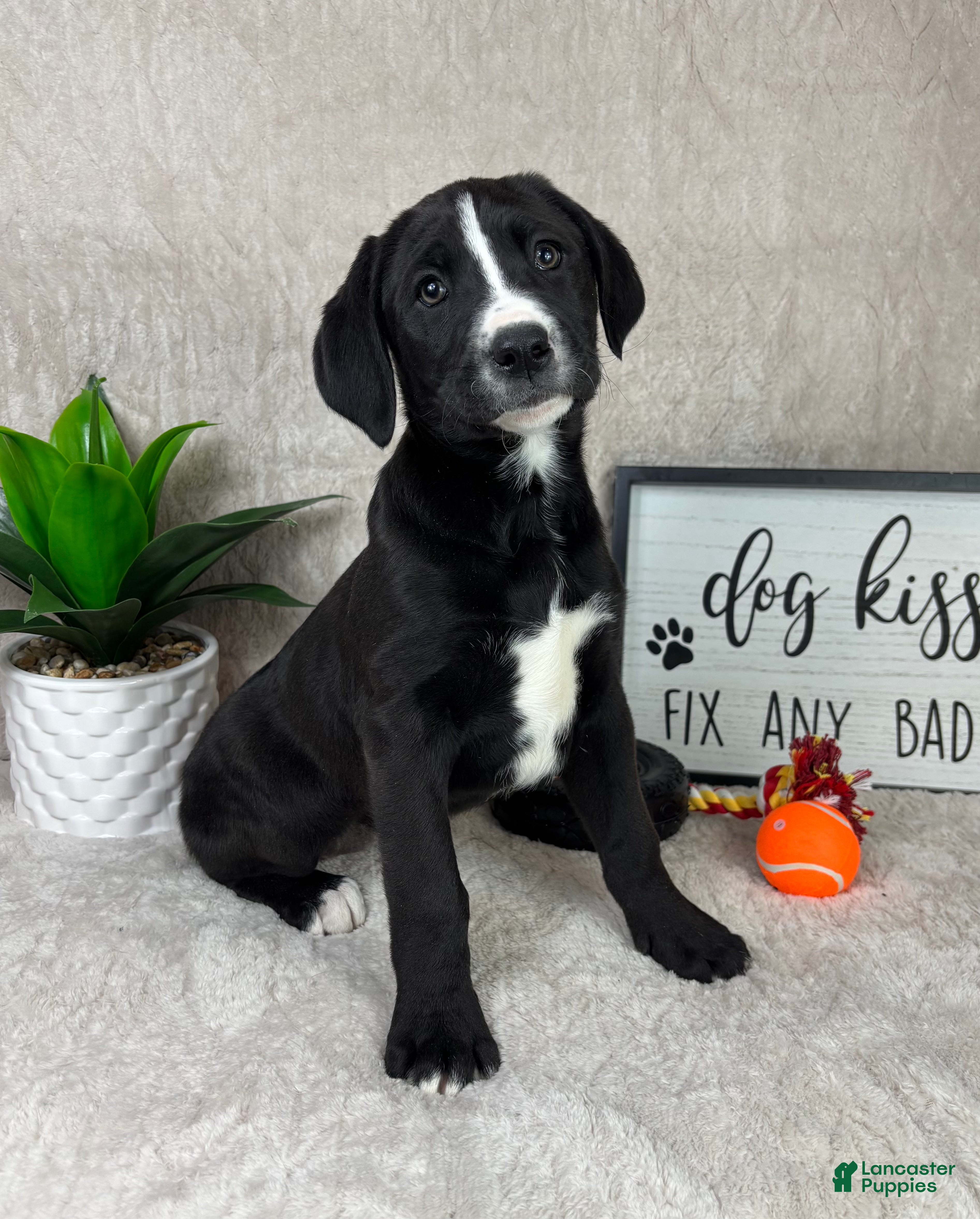 Mixed Breed dogs Sydney  - Ad 14