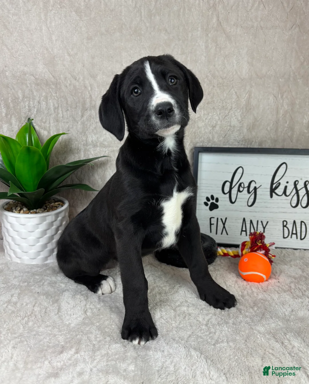 Mixed Breed dogs for sale: Sydney  - Ad 1