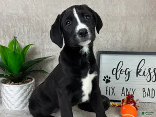 Mixed Breed dogs Sydney - Ad 14