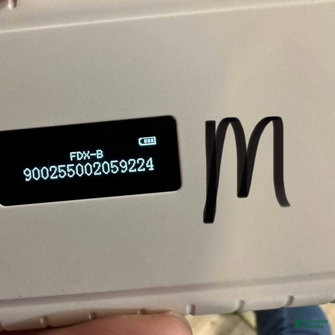 Shih Tzu dogs for sale: Hudson - Ad 10