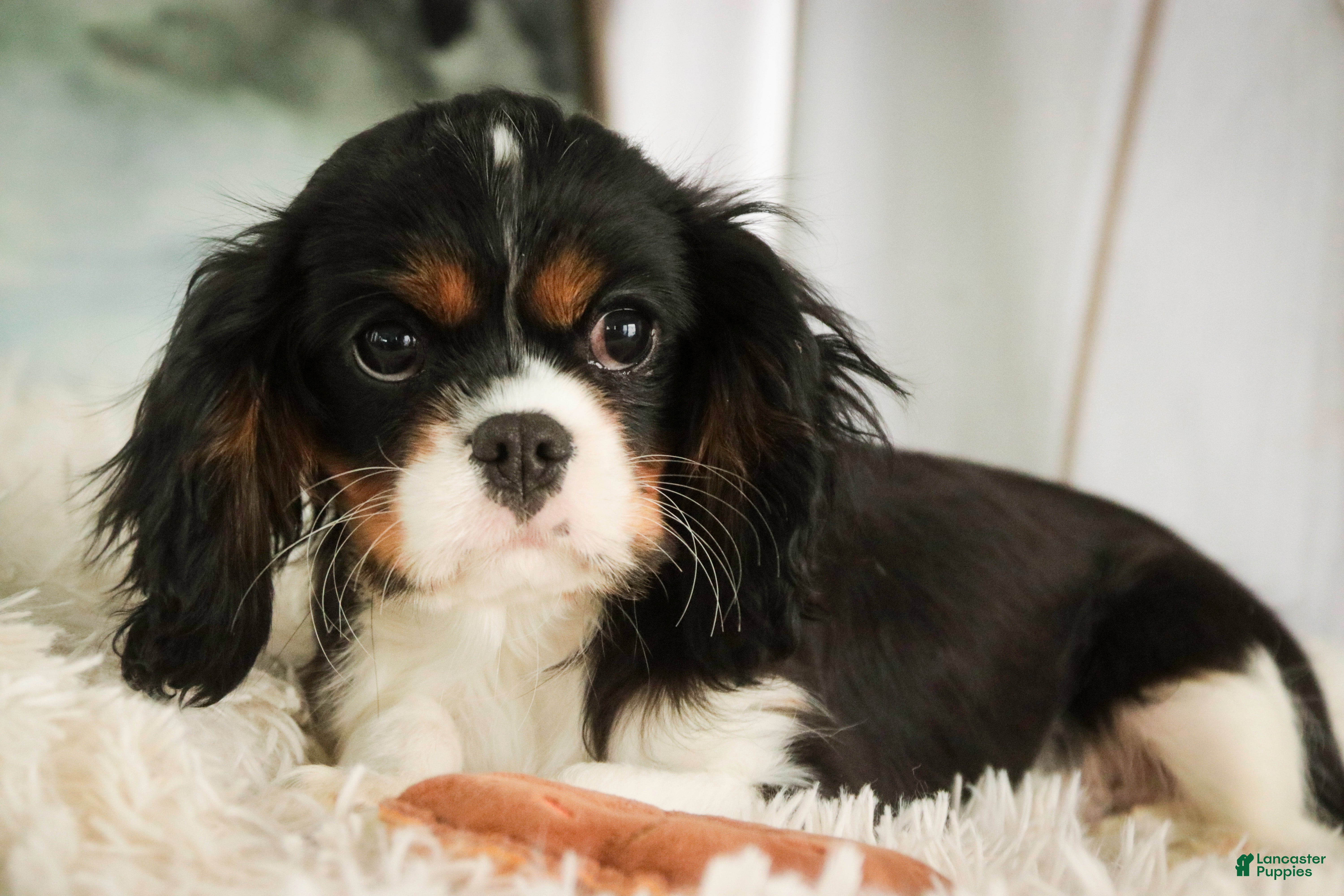 Cavalier King Charles Spaniel dogs Charlie - Ad 25