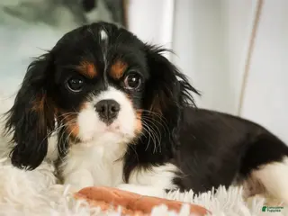 Cavalier King Charles Spaniel dogs Charlie - Ad 25