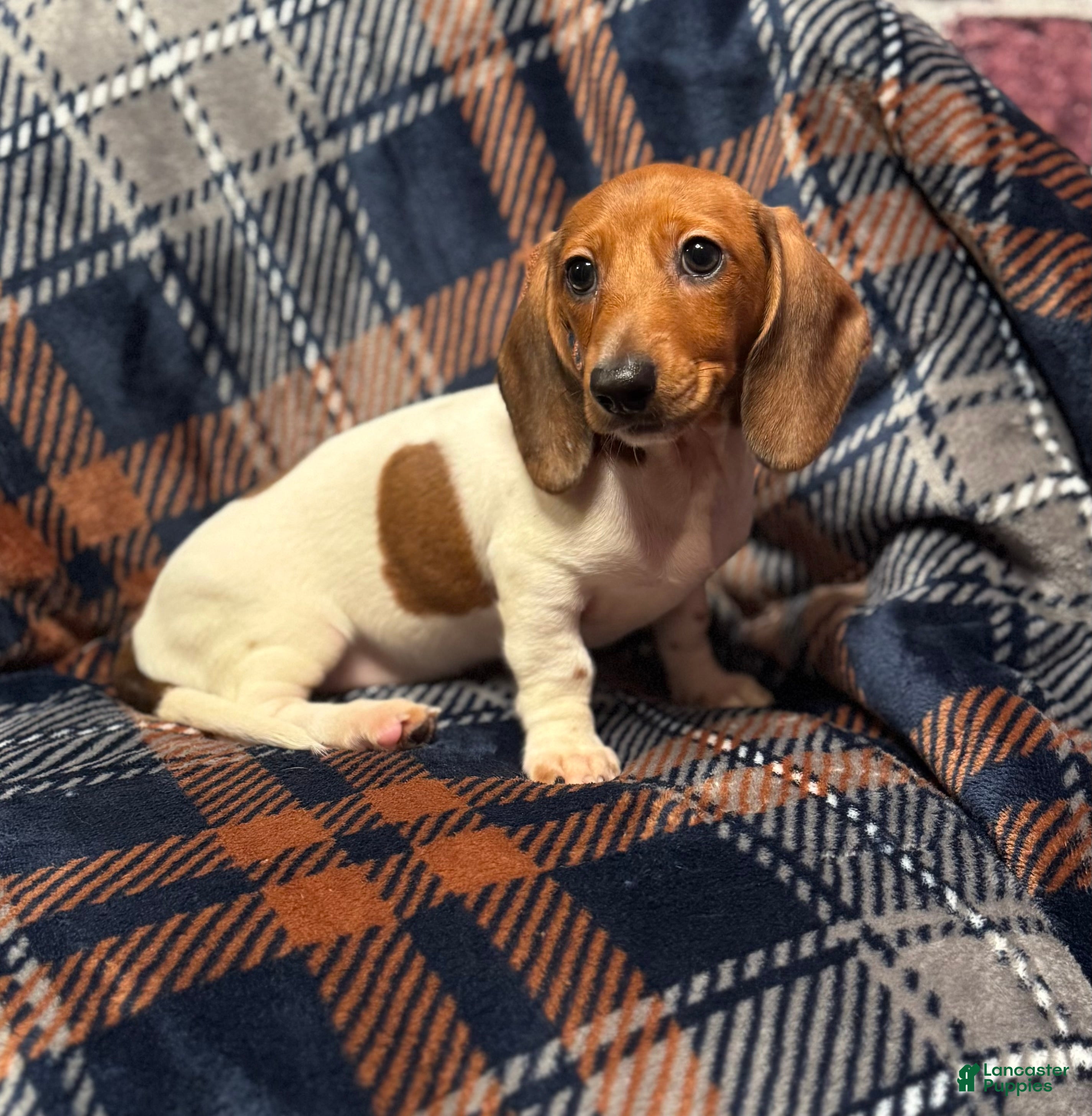 Miniature Dachshund dogs Sadie - Ad 2