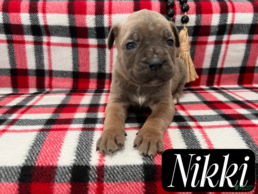 Cane Corso dogs for sale: Nikki - Ad 34