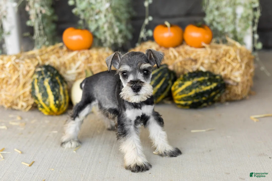Miniature Schnauzer dogs for sale: Sal  - Ad 2