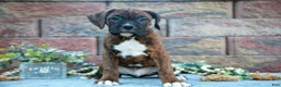 Boxer dogs for sale: Rambo - Ad 2