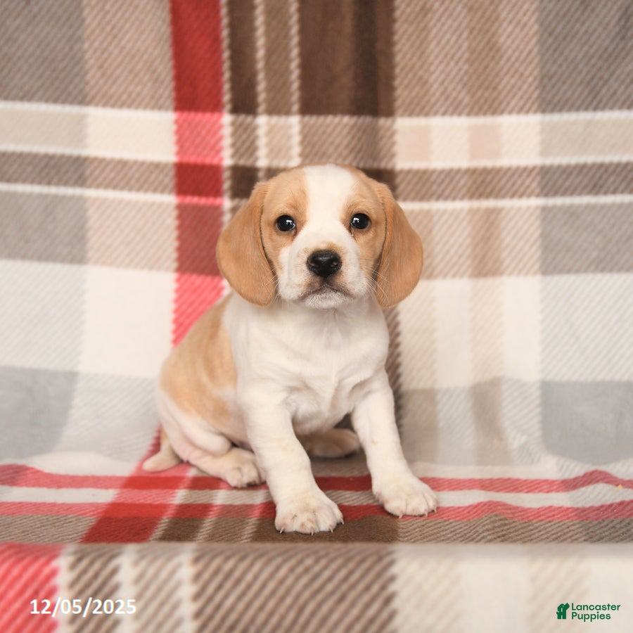 Beagle dogs Paula - Ad 32