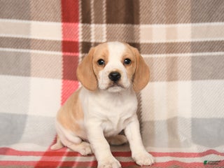 Beagle dogs Paula - Ad 16