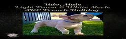 French Bulldog dogs for sale: Udo “Black”Collar, Male - Ad 7