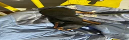Chihuahua dogs for sale: Austin - Ad 2