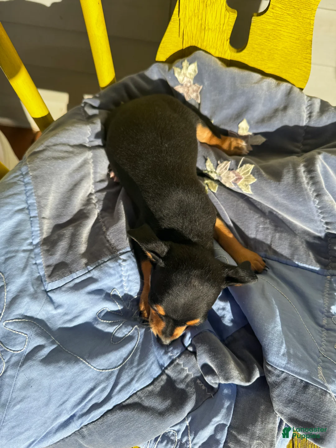 Chihuahua dogs for sale: Austin - Ad 2