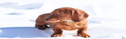 Dachshund dogs for sale: Harry - Ad 4