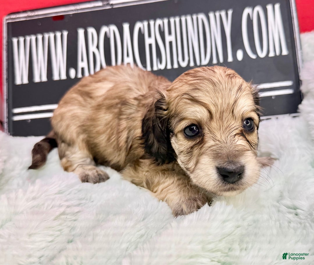 Miniature Dachshund dogs for sale: Eng cream - Ad 6