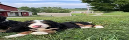 Bernedoodle dogs for sale: Ellie - Ad 12