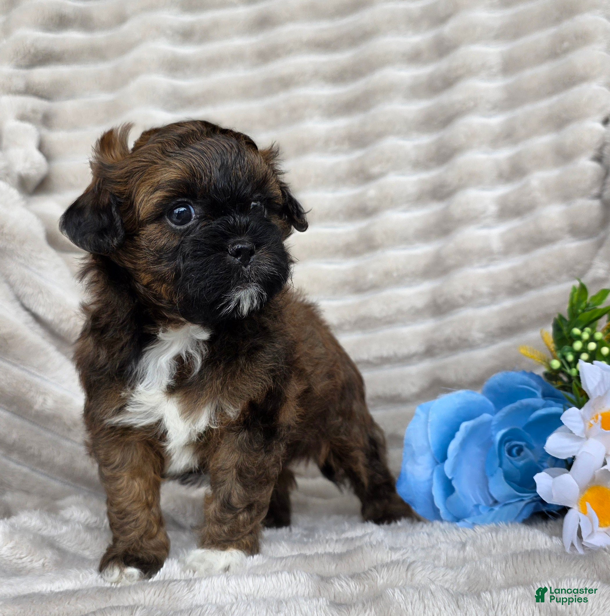 Shihpoo dogs Beau - Ad 2