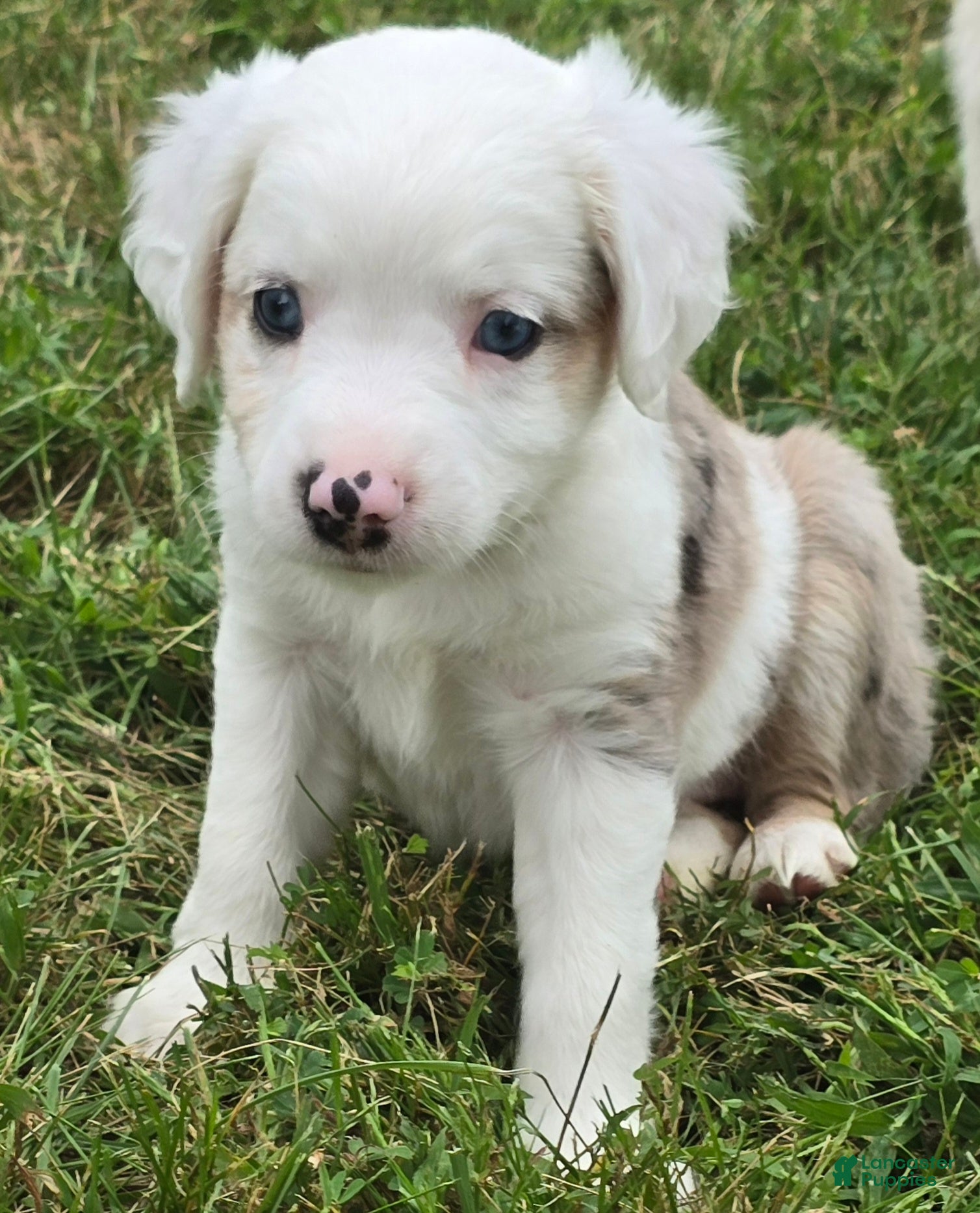 Miniature Australian Shepherd dogs for sale: DEAF....Miniature Australian Shepherd 5 - Ad 1