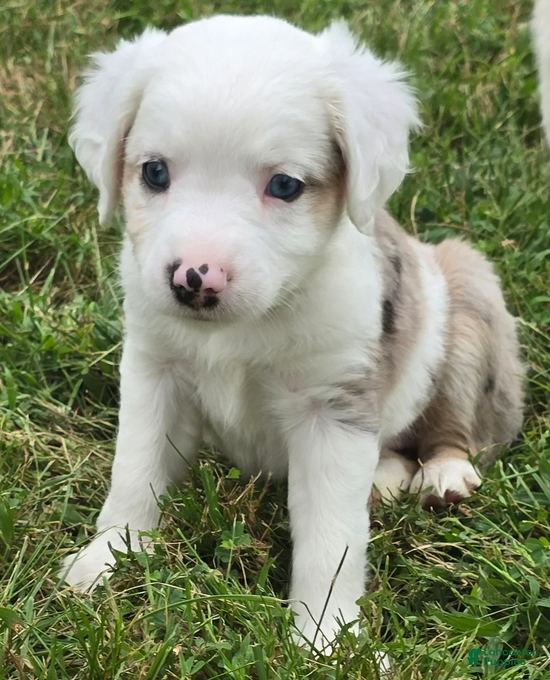 Miniature Australian Shepherd dogs for sale: DEAF....Miniature Australian Shepherd 5 - Ad 1