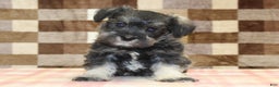 Miniature Schnauzer dogs for sale: Wiggles - Ad 3
