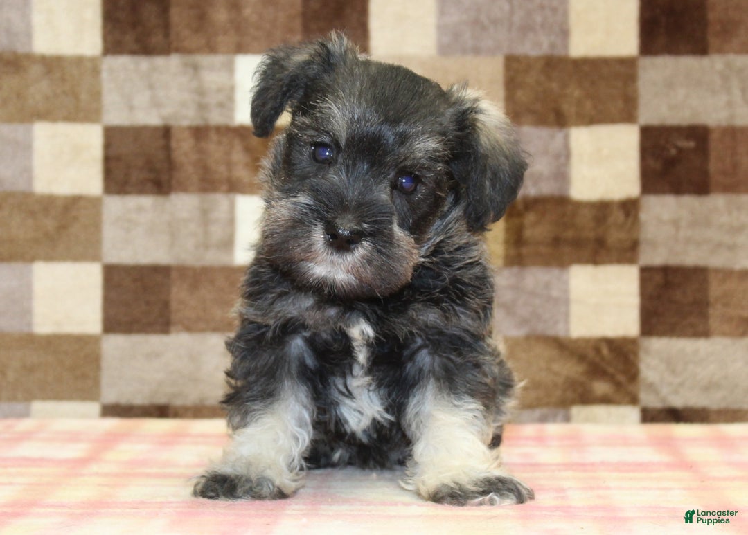 Miniature Schnauzer dogs for sale: Wiggles - Ad 3