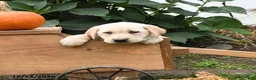 Labrador Retriever dogs for sale: Ginger - Ad 2