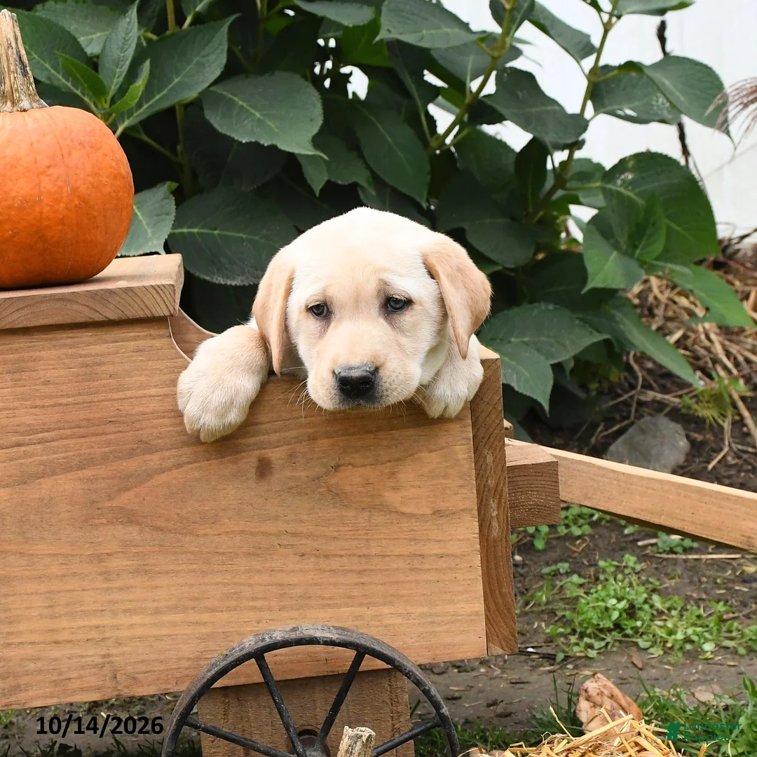 Labrador Retriever dogs for sale: Ginger - Ad 2