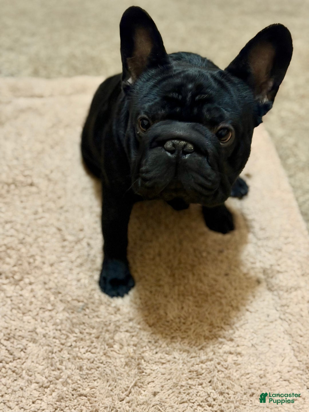 French Bulldog dogs for sale: French Bulldog Puppy 1 - Ad 2