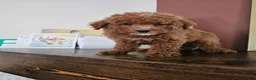 Mini Goldendoodle dogs for sale: Gala - Ad 2