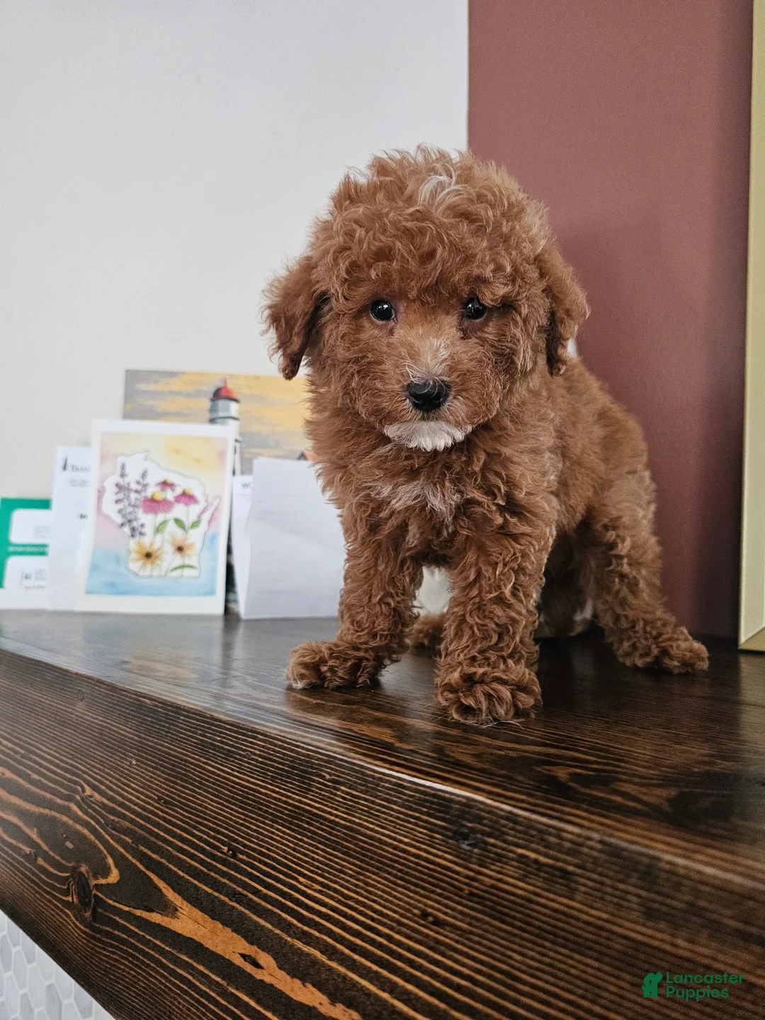 Mini Goldendoodle dogs for sale: Gala - Ad 2