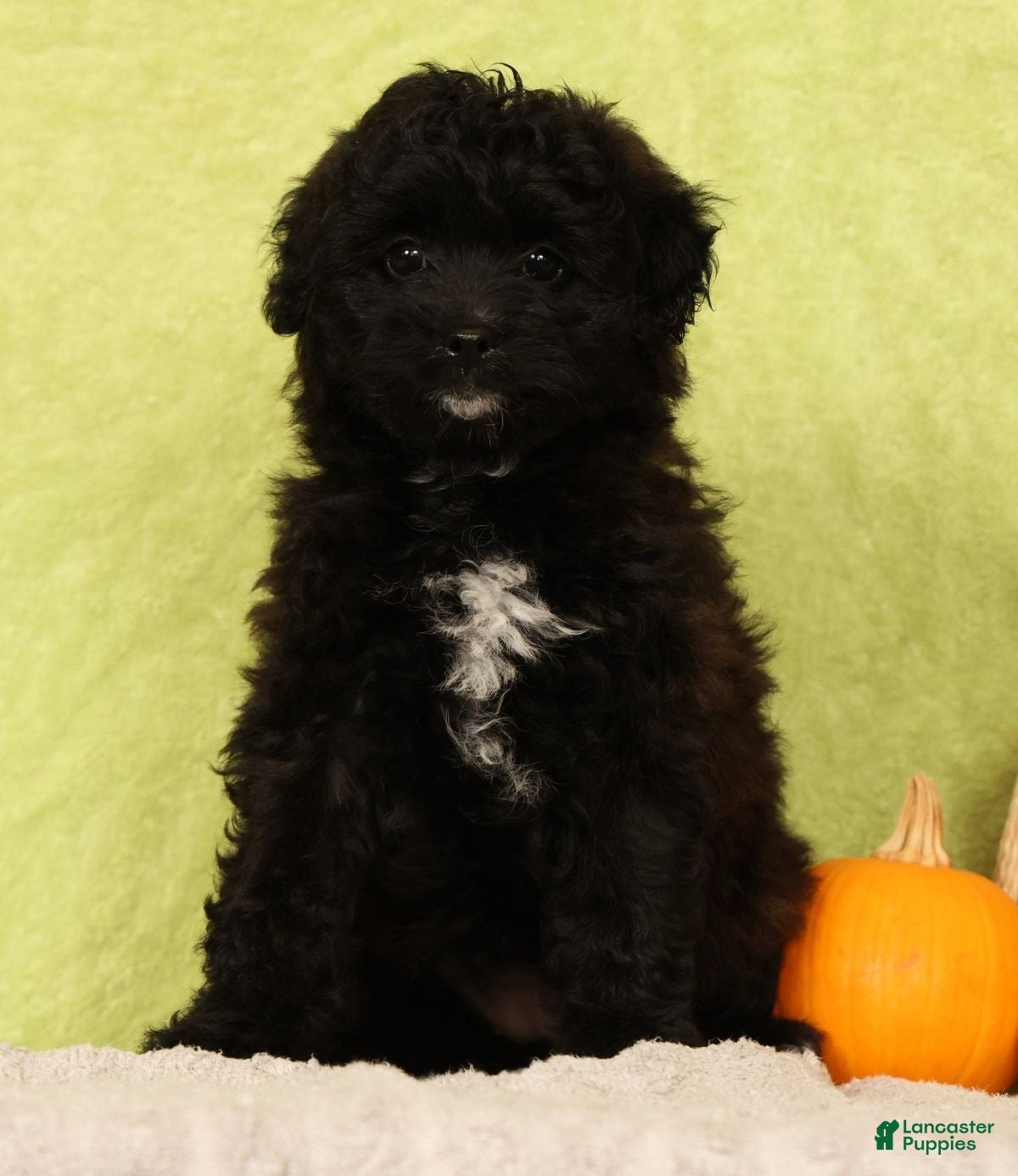 Pomapoo dogs Chelsey - Ad 1