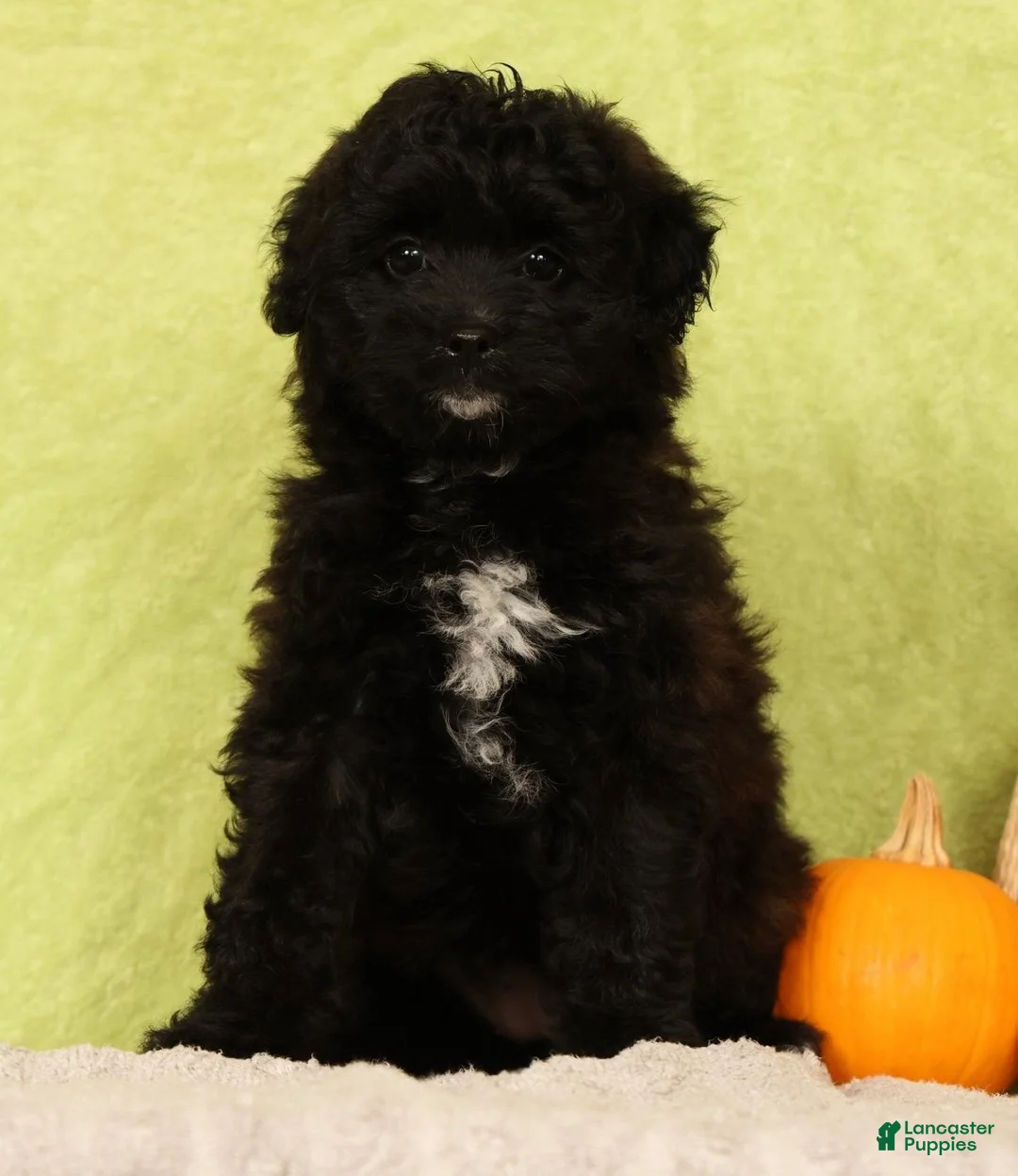 Pomapoo dogs for sale: Chelsey - Ad 1