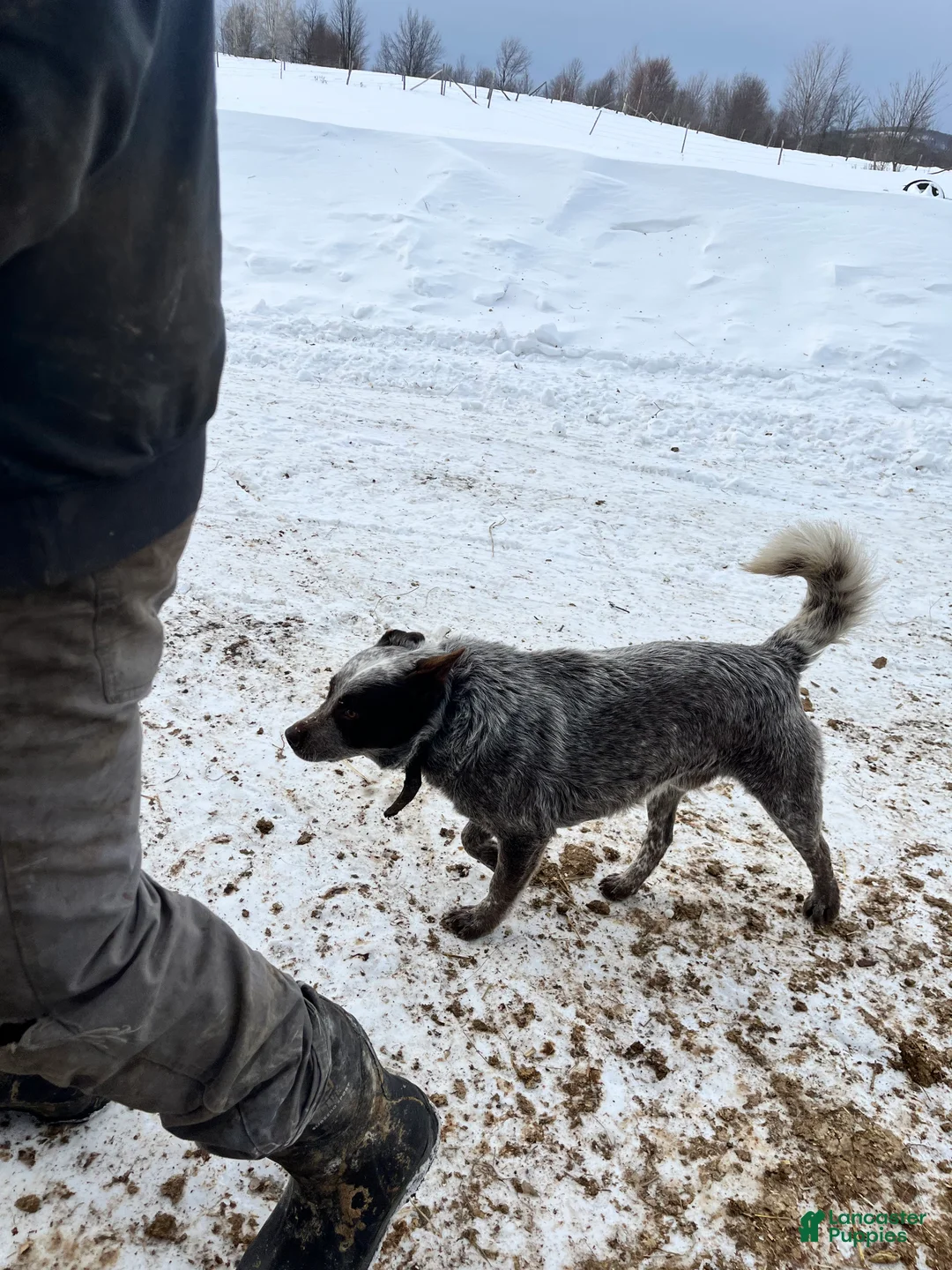 Australian Cattle Dog dogs for sale: Ebony  - Ad 8