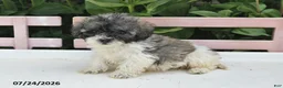 Teddy Bear dogs for sale: Asher - Ad 1