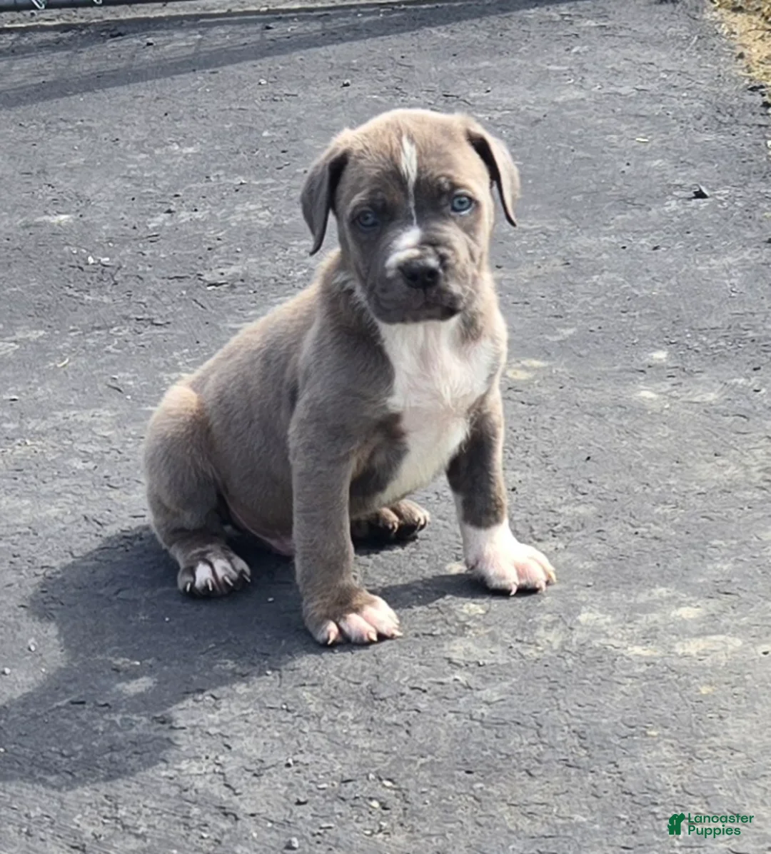 Mixed Breed dogs for sale: Hawks Bubba - Ad 1