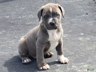 Mixed Breed dogs Hawks Bubba - Ad 20