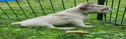 French Bulldog dogs for sale: Mello - Ad 17