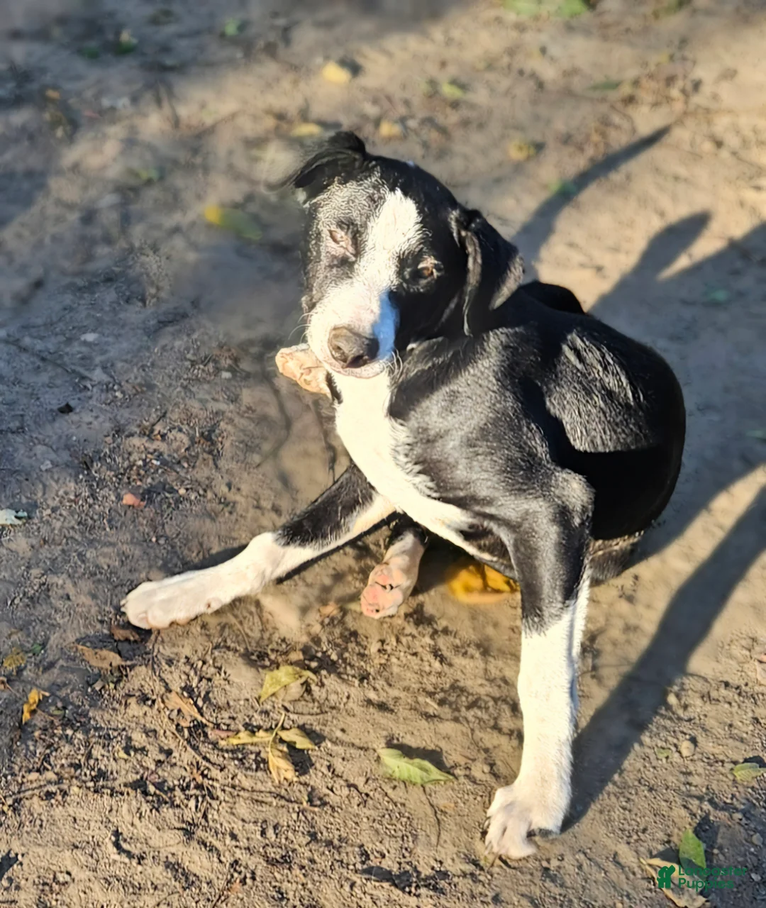 Border Collie dogs for sale: Fang - Ad 1