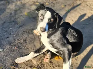 Border Collie dogs Fang - Ad 40