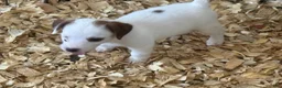 Jack Russell Terrier dogs for sale: Jack Russell Terrier 5 - Ad 5