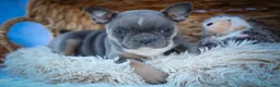 Frenchton dogs for sale: Poppy  - Ad 10
