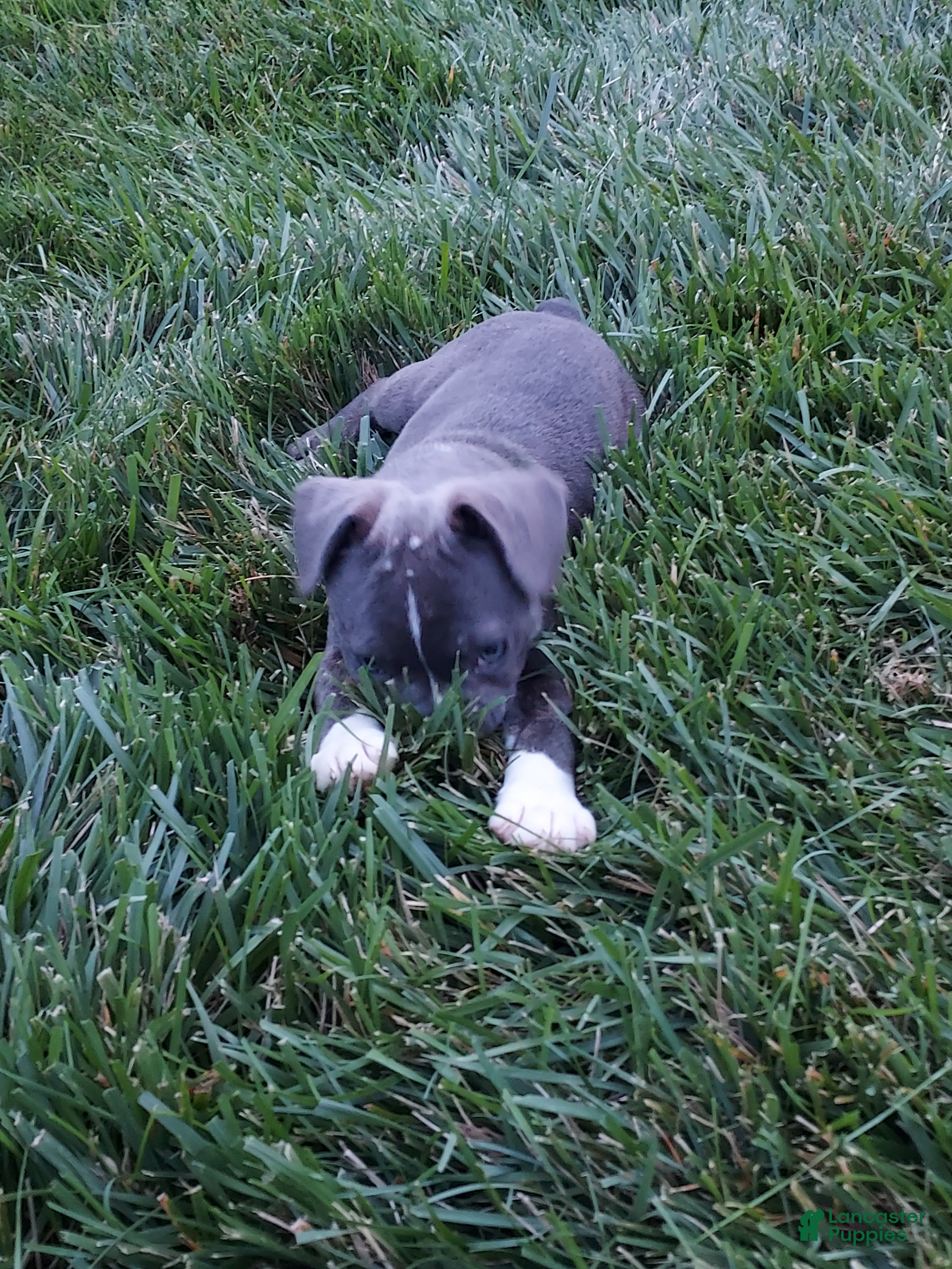 Frenchton dogs Prince - Ad 2
