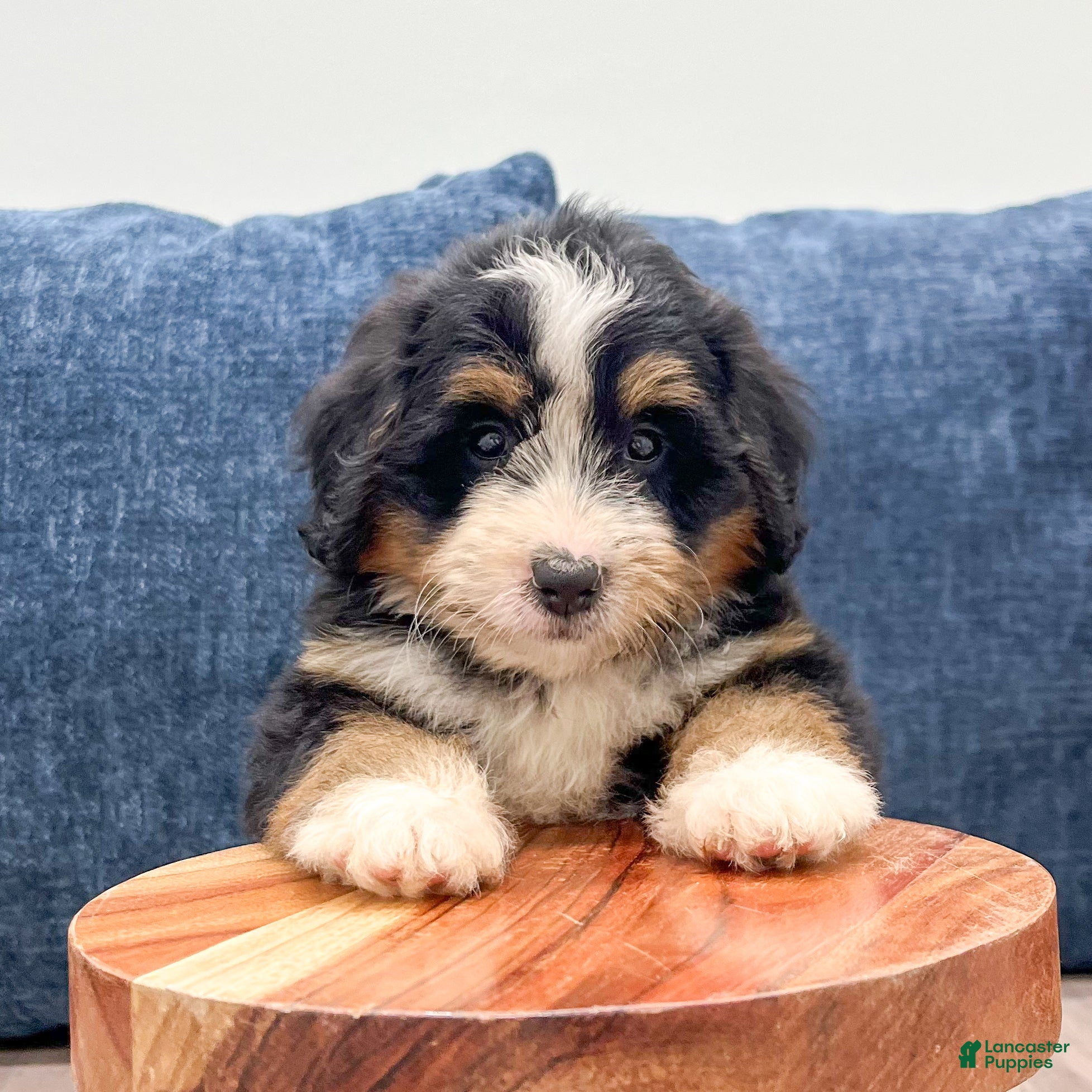 Mini Bernedoodle dogs Maddie - Ad 2