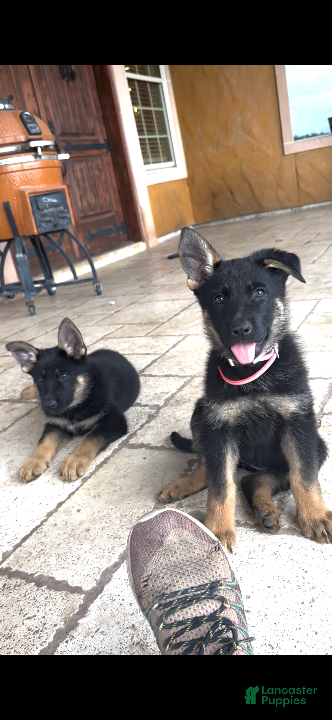 German Shepherd dogs  Puppy 7 - Ad 2