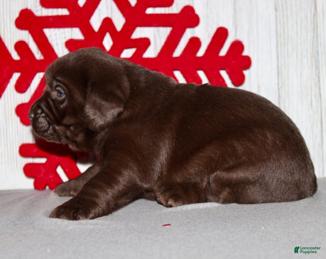 Labrador Retriever dogs for sale: Sugar - Ad 6