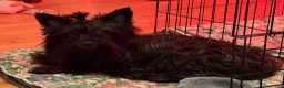 Yorkshire Terrier dogs for sale: Yorkshire Terrier 1 - Ad 8